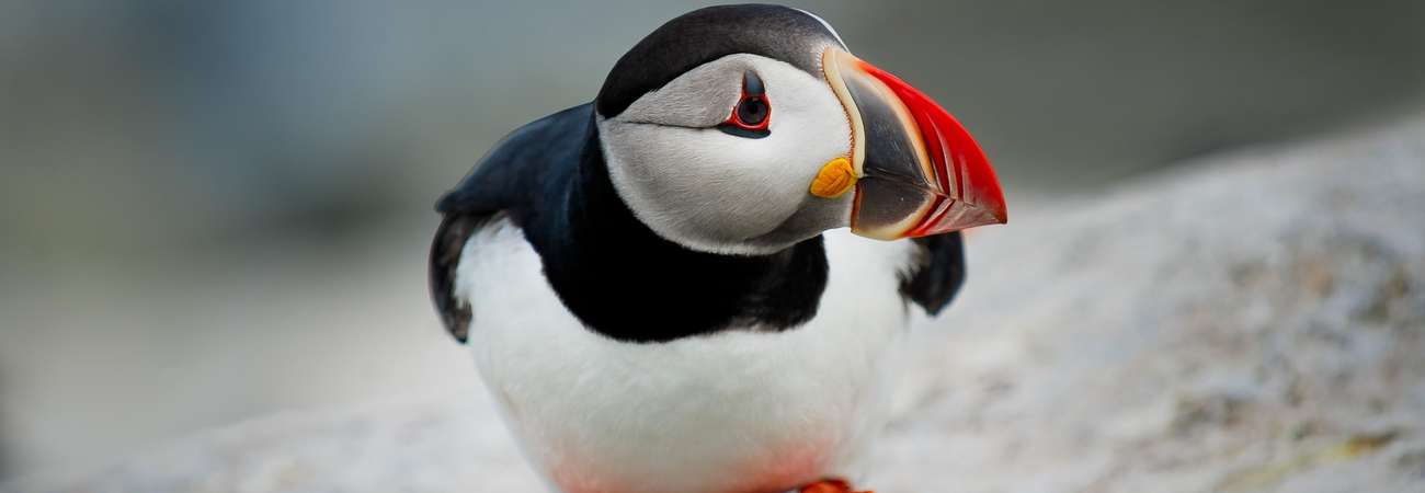 Puffins In Pembrokeshire