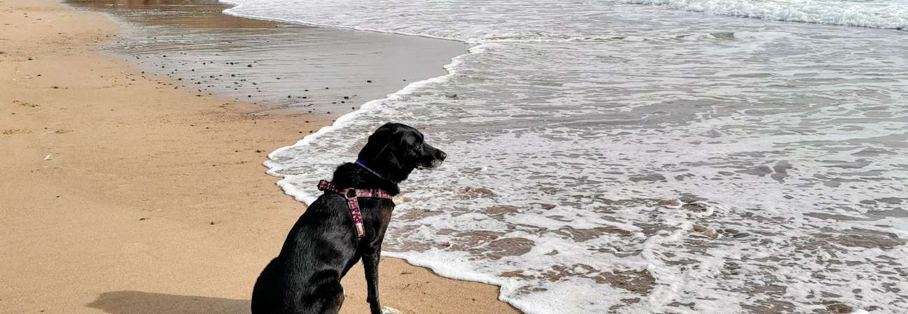 Dog Friendly Beaches Pembrokeshire