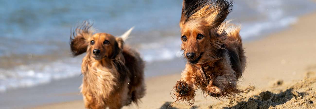 Dog-friendly Beaches in Pembrokeshire