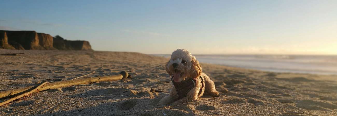 Dog-friendly Beaches in Pembrokeshire