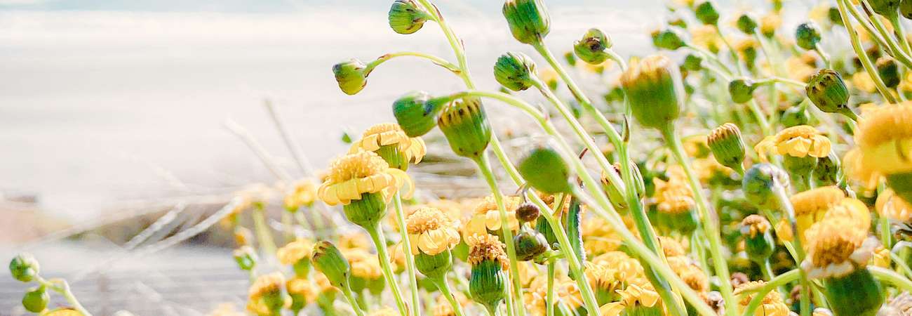 Pembrokeshire Signs of Spring